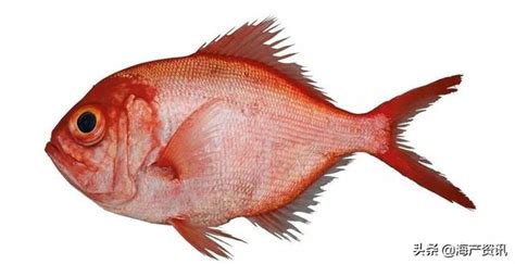 紅色的魚有哪些 杏輝露光